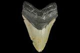 Fossil Megalodon Tooth - North Carolina #109800-2
